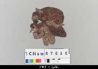 藏品(中國湖北皮影戲偶頭-妖怪)的圖片